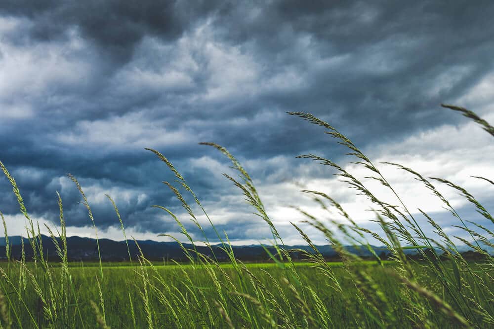 Wind in grass with storm clouds above